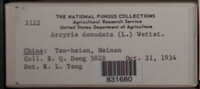 Arcyria denudata image